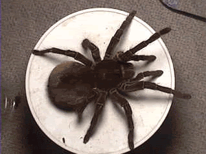 goliath-plate-1.gif