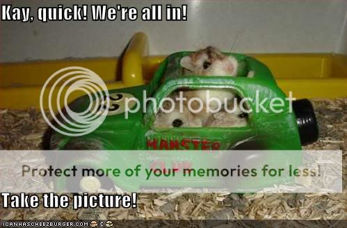 funny-pictures-hamster-toy-vw.jpg