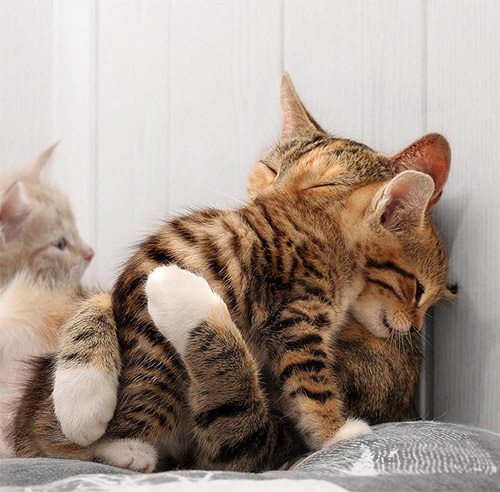 animal-photography-cat-family.jpg